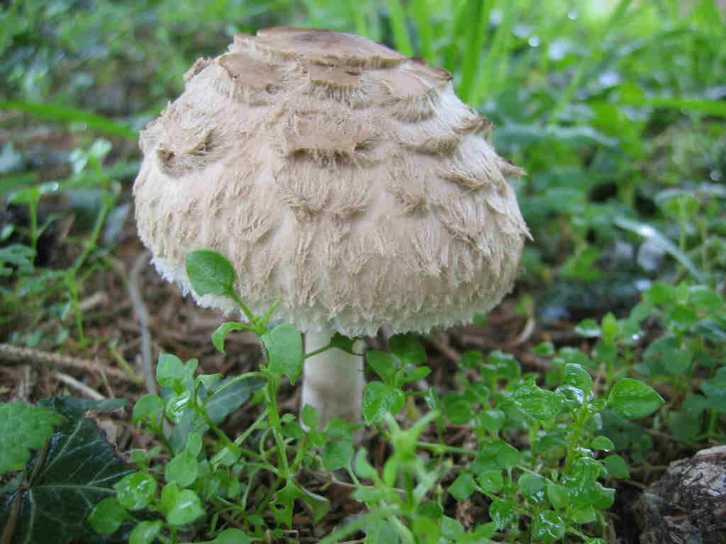2005 :  Un anno di funghi